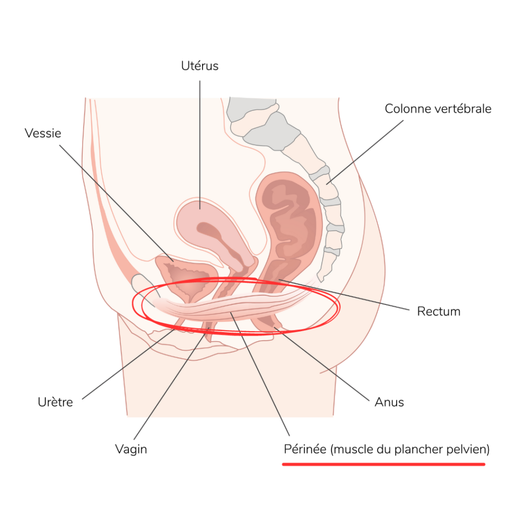 Schéma d'un bassin de femme de profil avec les organes et petit bassin et le périnée